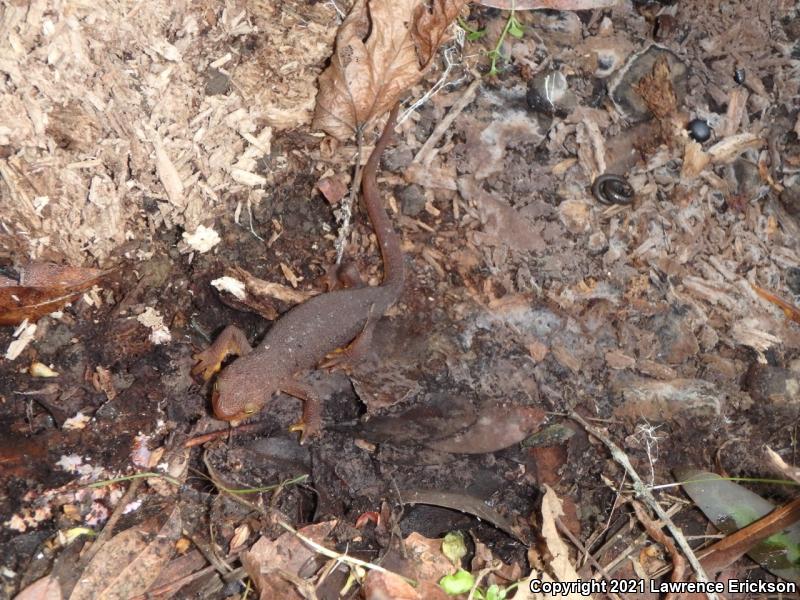 Coast Range Newt (Taricha torosa torosa)