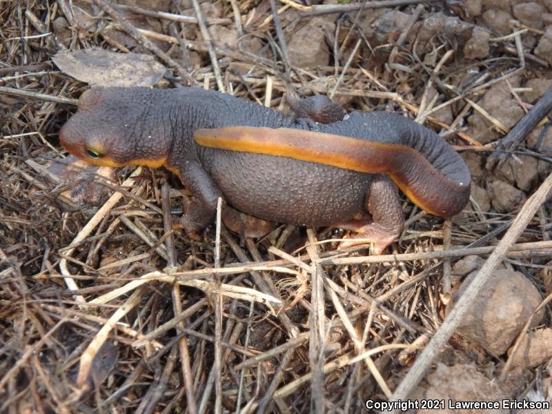 Coast Range Newt (Taricha torosa torosa)