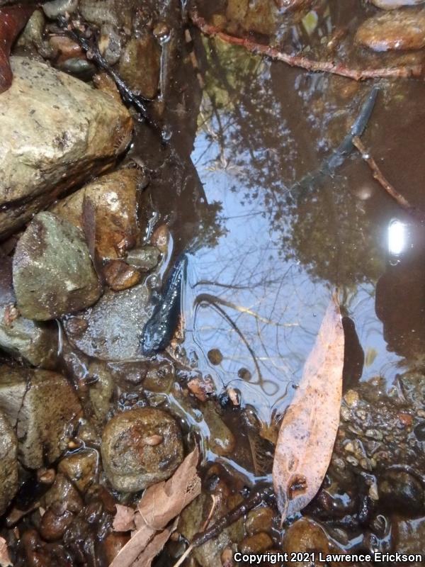 Santa Cruz Black Salamander (Aneides flavipunctatus niger)