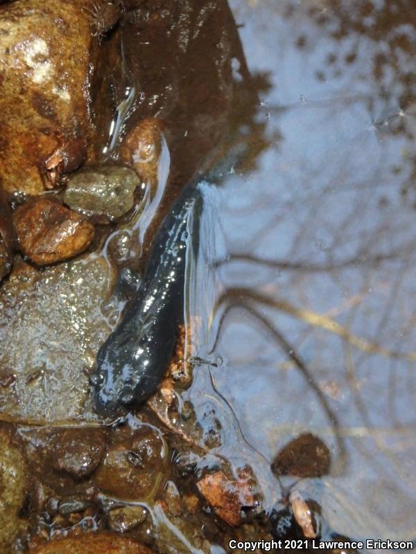 Santa Cruz Black Salamander (Aneides flavipunctatus niger)