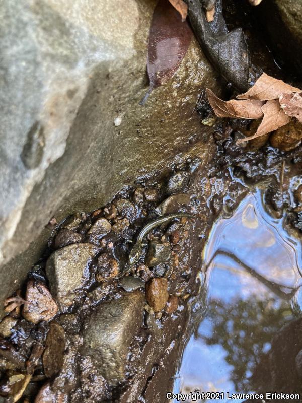 Santa Cruz Black Salamander (Aneides flavipunctatus niger)