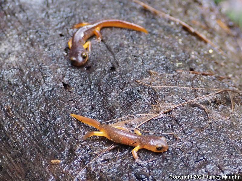 Yellow-eyed Ensatina (Ensatina eschscholtzii xanthoptica)