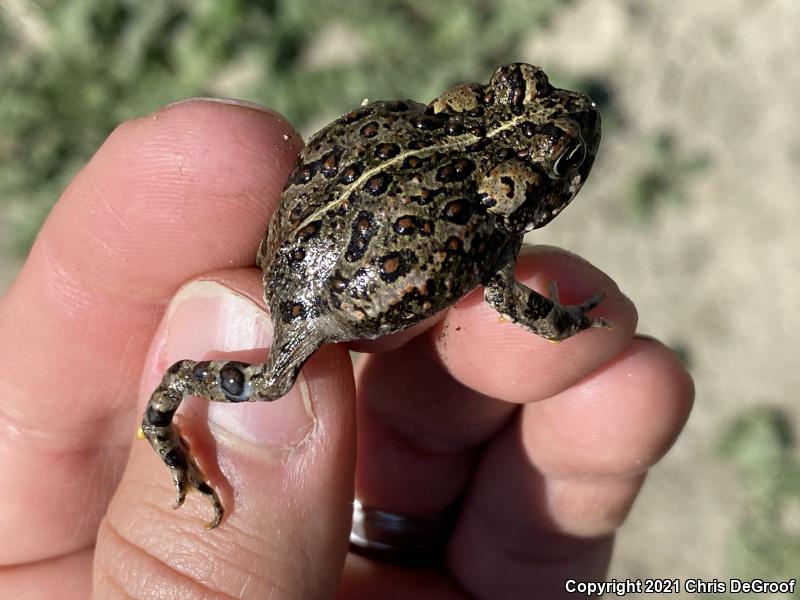 Southern California Toad (Anaxyrus boreas halophilus)