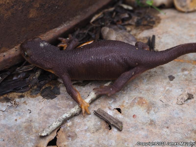 California Newt (Taricha torosa)