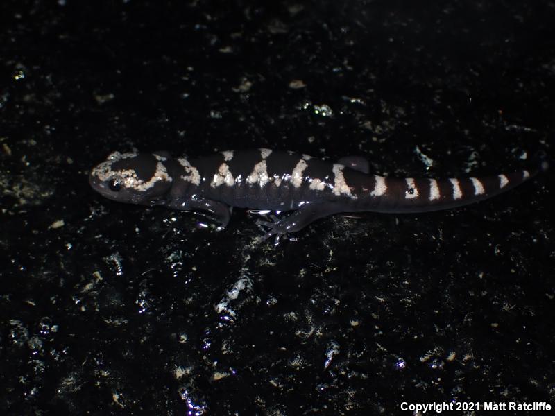 Marbled Salamander (Ambystoma opacum)
