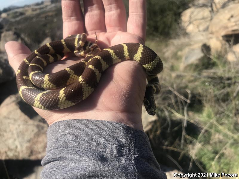 California Kingsnake (Lampropeltis getula californiae)