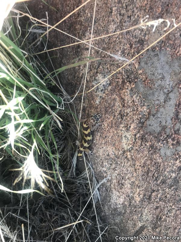 Desert Banded Gecko (Coleonyx variegatus variegatus)