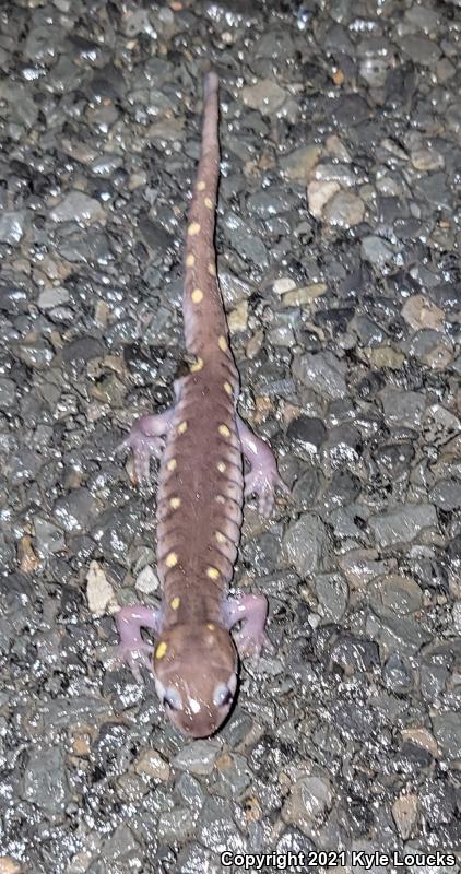 Spotted Salamander (Ambystoma maculatum)