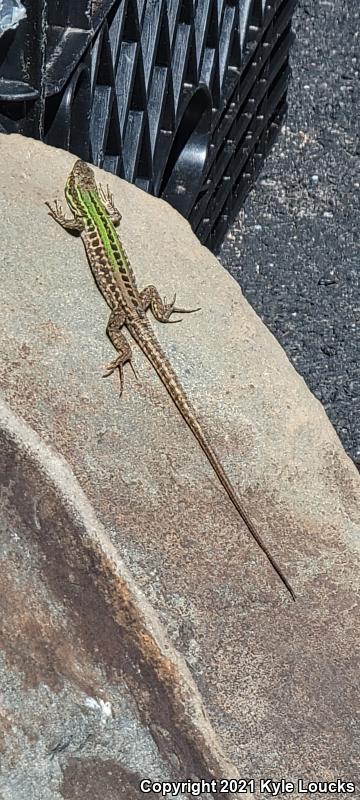 Italian Wall Lizard (Podarcis sicula)