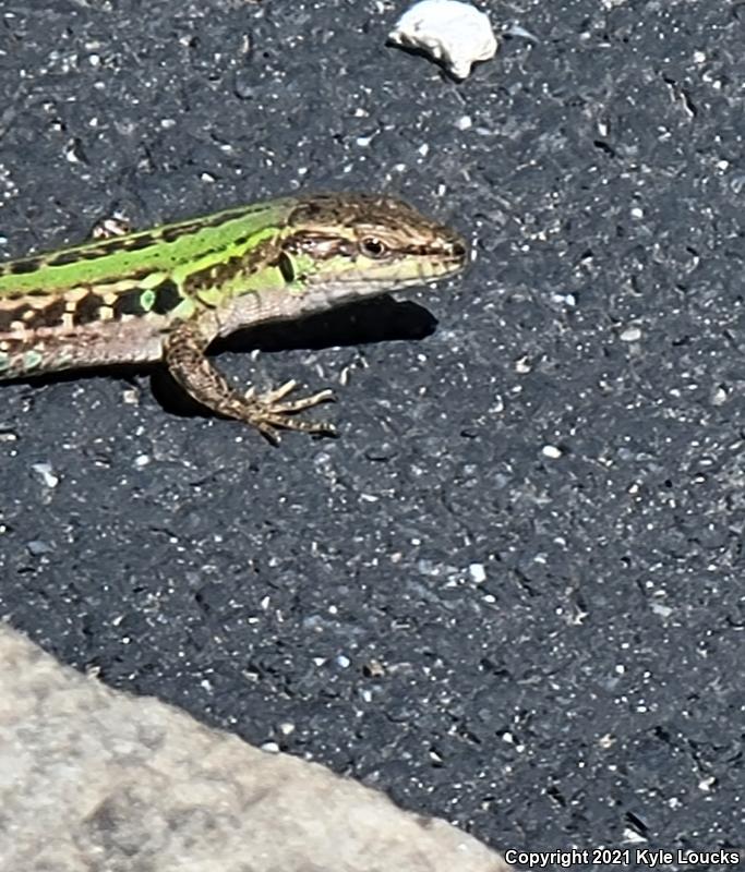 Italian Wall Lizard (Podarcis sicula)