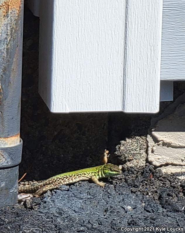 Italian Wall Lizard (Podarcis sicula)