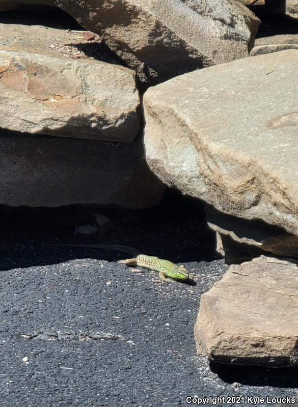 Italian Wall Lizard (Podarcis sicula)