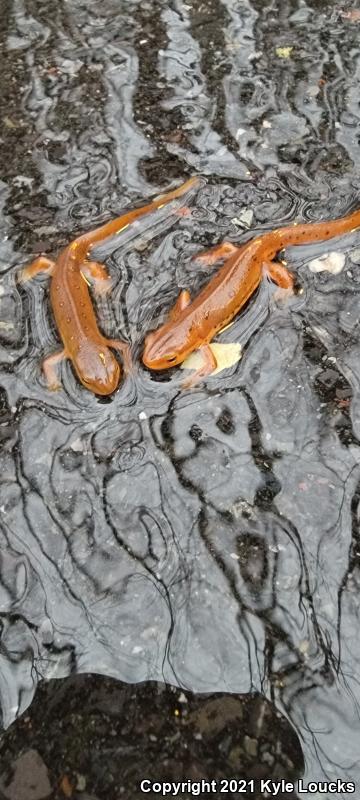 Red-Spotted Newt (Notophthalmus viridescens viridescens)