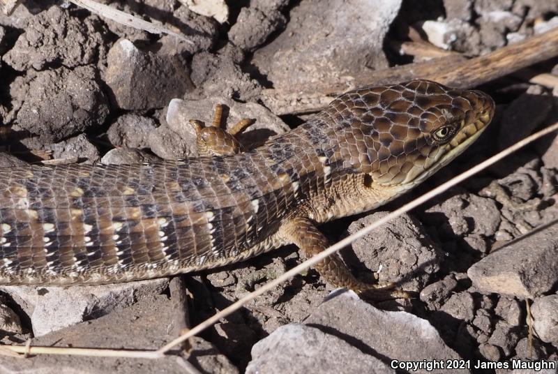 California Alligator Lizard (Elgaria multicarinata multicarinata)