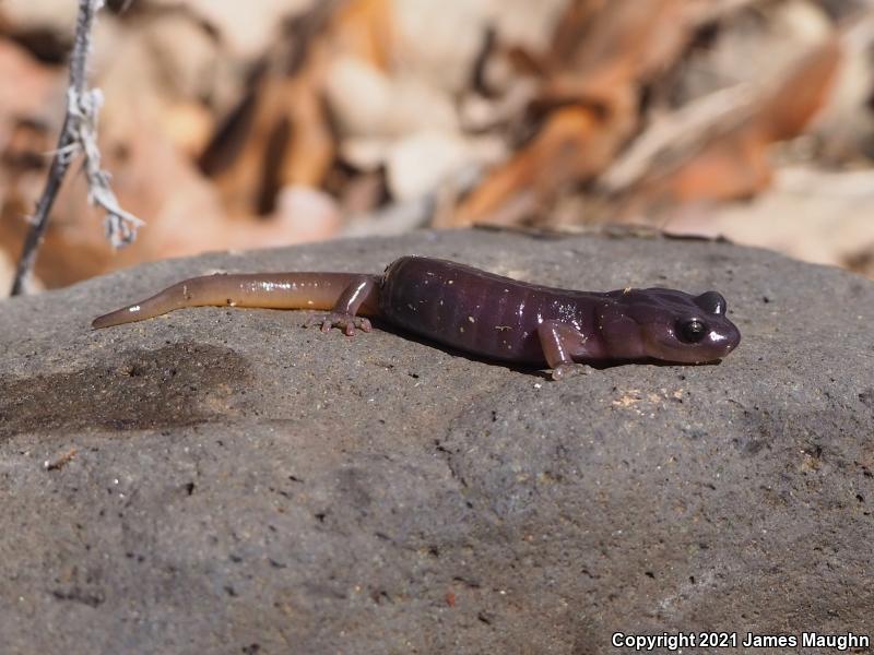 Arboreal Salamander (Aneides lugubris)