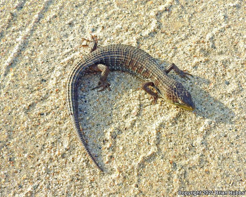 California Alligator Lizard (Elgaria multicarinata multicarinata)