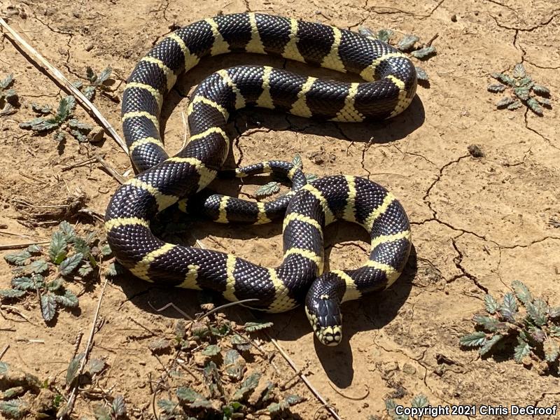 California Kingsnake (Lampropeltis getula californiae)