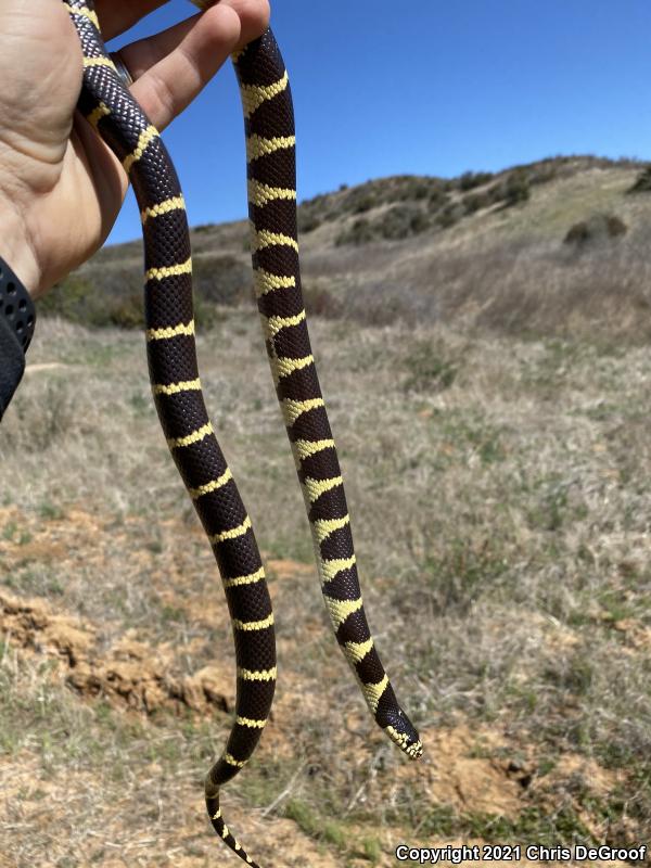 California Kingsnake (Lampropeltis getula californiae)