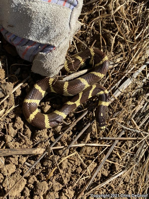 California Kingsnake (Lampropeltis getula californiae)