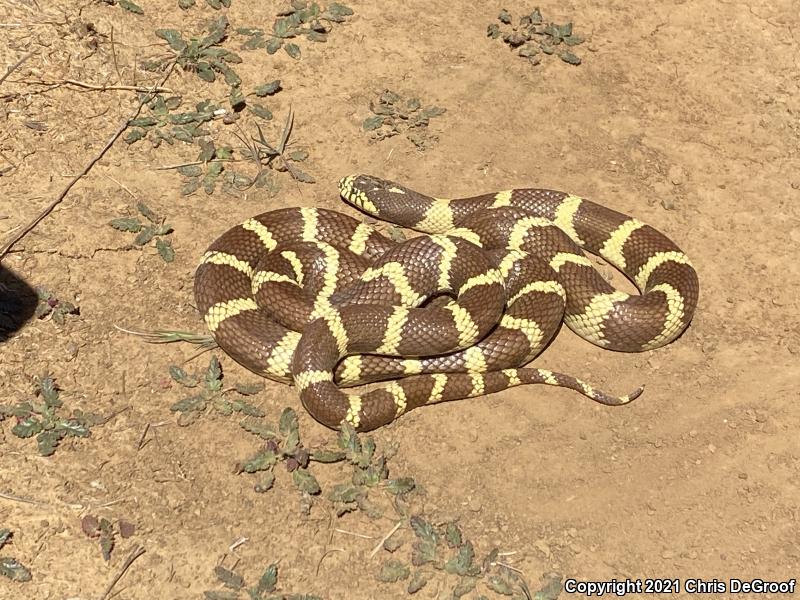 California Kingsnake (Lampropeltis getula californiae)