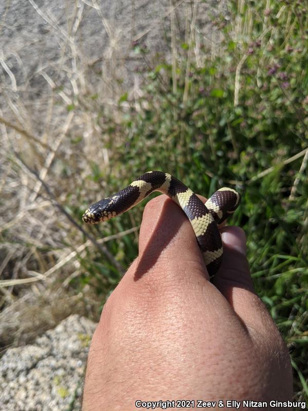 California Kingsnake (Lampropeltis getula californiae)