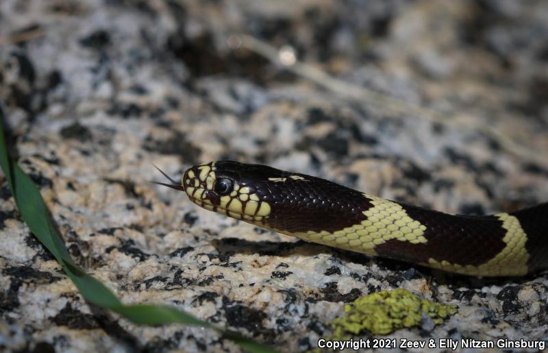 California Kingsnake (Lampropeltis getula californiae)