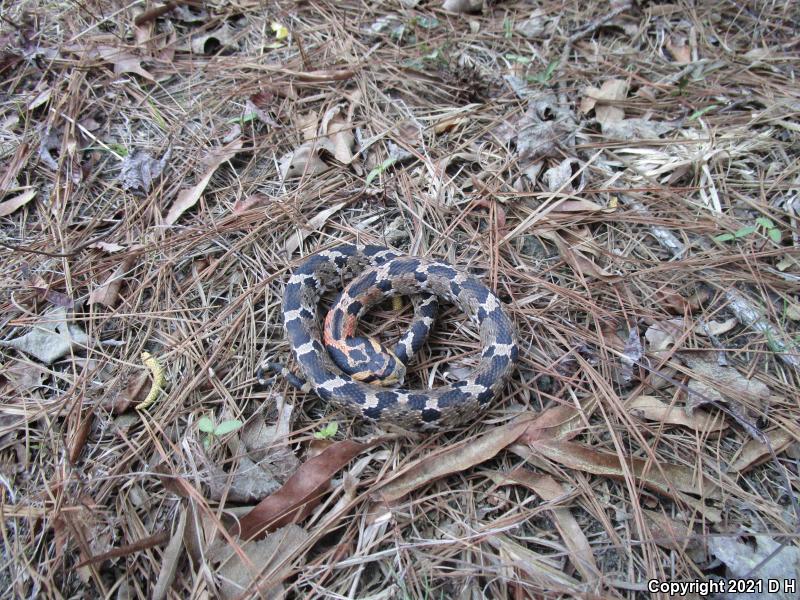 Eastern Hog-nosed Snake (Heterodon platirhinos)