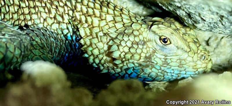 Granite Spiny Lizard (Sceloporus orcutti)