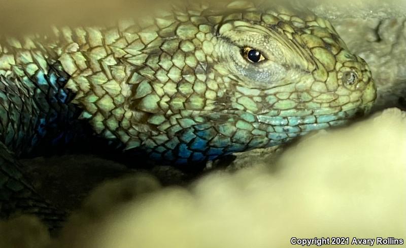 Granite Spiny Lizard (Sceloporus orcutti)