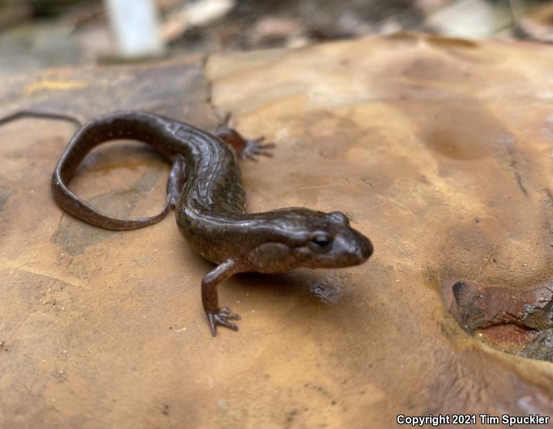 Northern Dusky Salamander (Desmognathus fuscus)