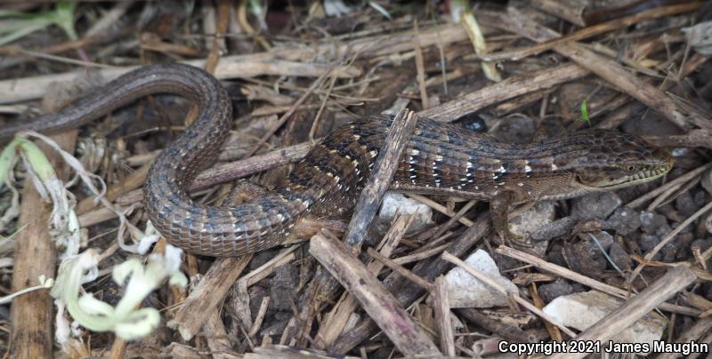 California Alligator Lizard (Elgaria multicarinata multicarinata)