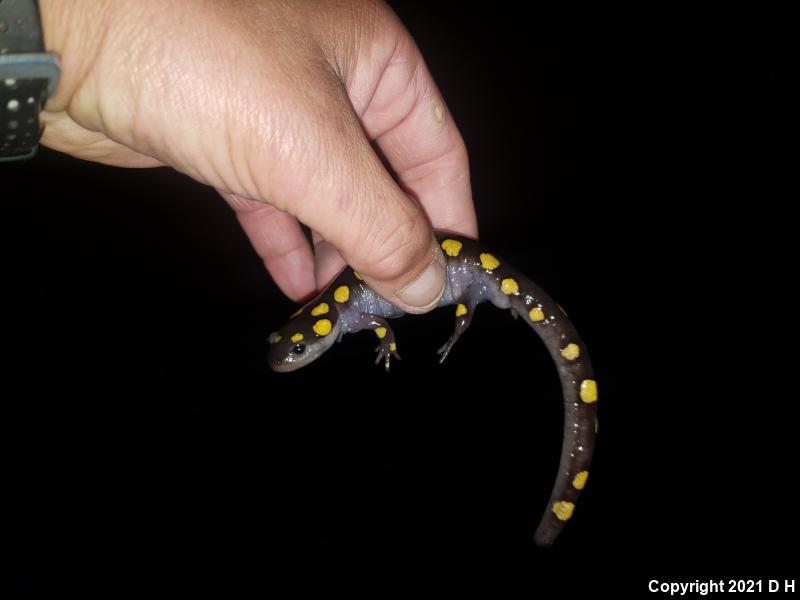 Spotted Salamander (Ambystoma maculatum)