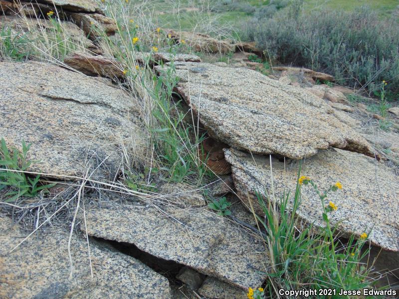 Red Diamond Rattlesnake (Crotalus ruber)