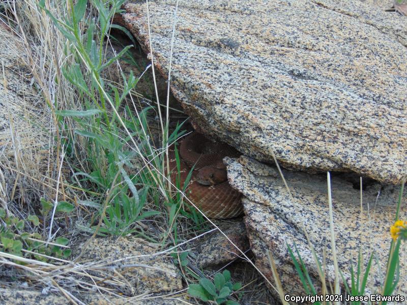 Red Diamond Rattlesnake (Crotalus ruber)