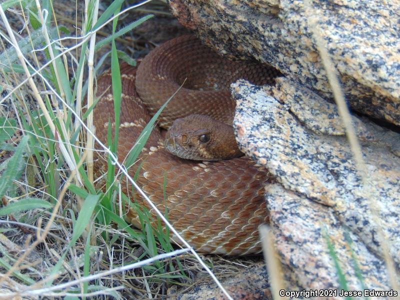 Red Diamond Rattlesnake (Crotalus ruber)