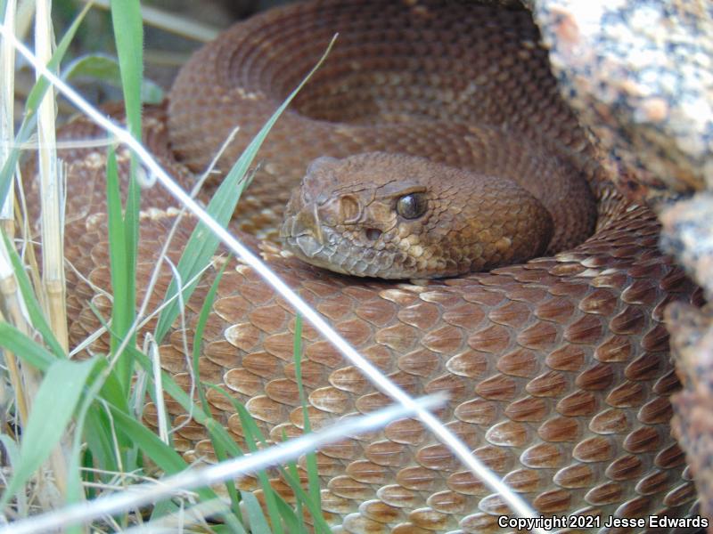 Red Diamond Rattlesnake (Crotalus ruber)