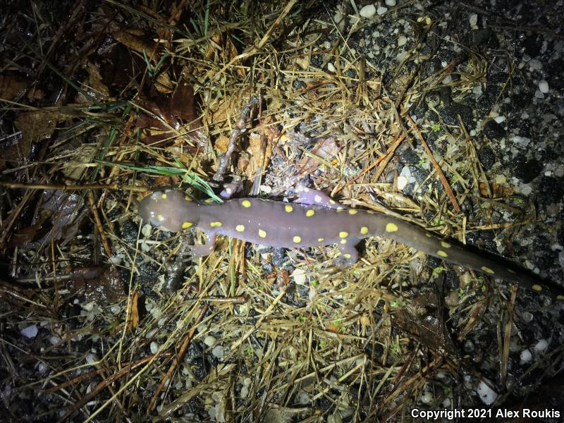 Spotted Salamander (Ambystoma maculatum)