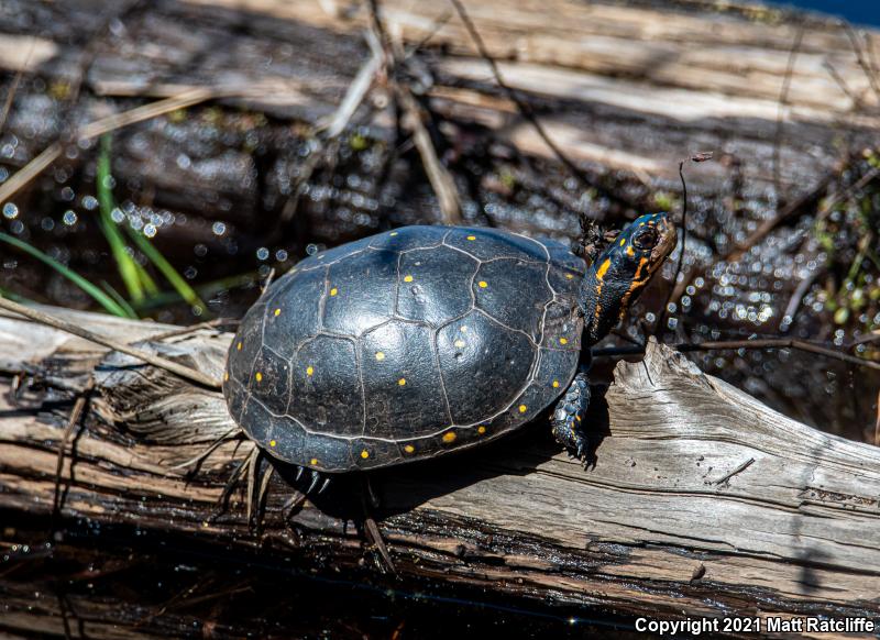 Spotted Turtle (Clemmys guttata)