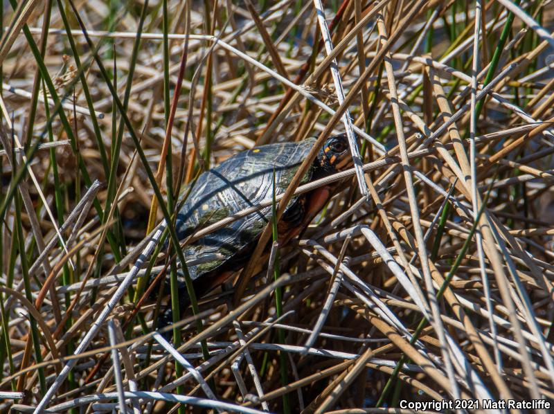 Spotted Turtle (Clemmys guttata)