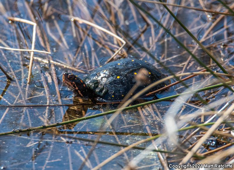 Spotted Turtle (Clemmys guttata)