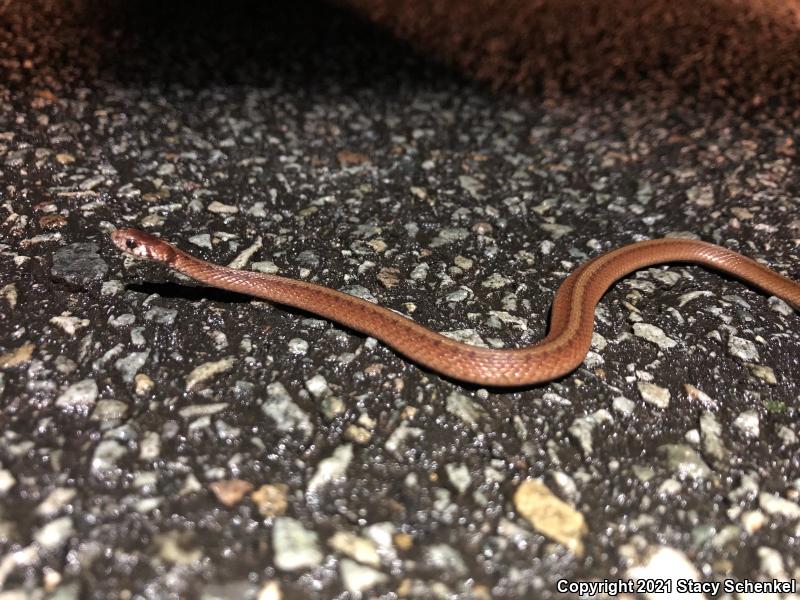 Dekay's Brownsnake (Storeria dekayi)