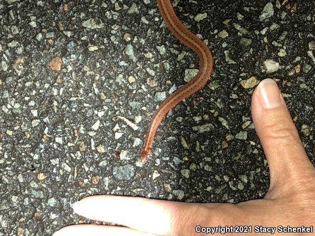 Dekay's Brownsnake (Storeria dekayi)