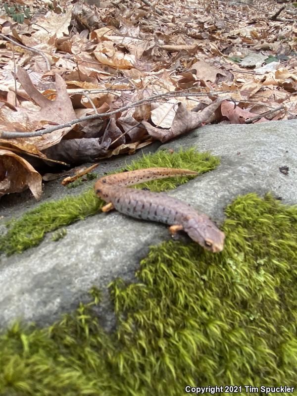 Four-toed Salamander (Hemidactylium scutatum)