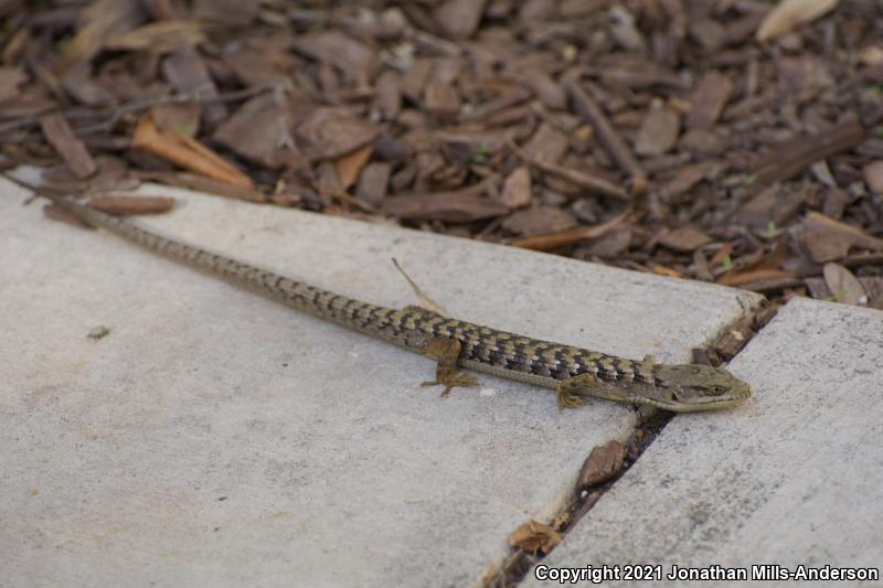 San Diego Alligator Lizard (Elgaria multicarinata webbii)