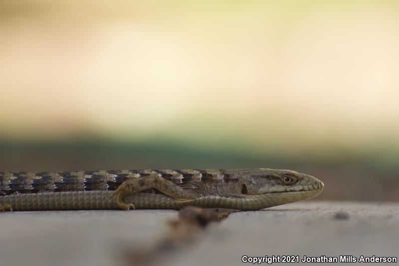 San Diego Alligator Lizard (Elgaria multicarinata webbii)