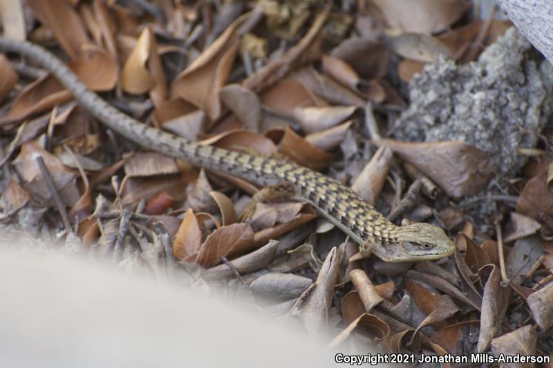 San Diego Alligator Lizard (Elgaria multicarinata webbii)