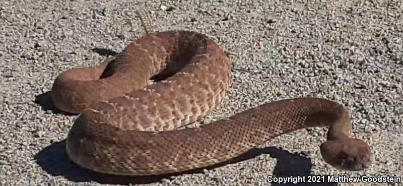 Red Diamond Rattlesnake (Crotalus ruber)