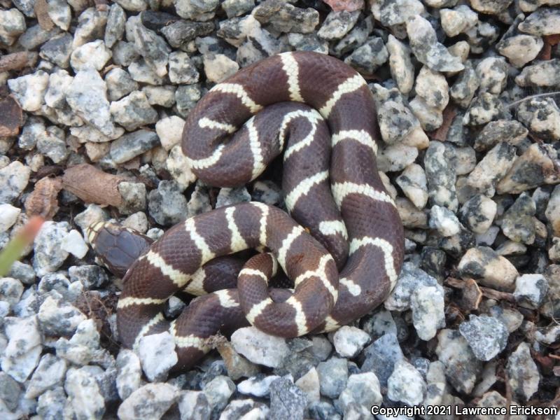 California Kingsnake (Lampropeltis getula californiae)