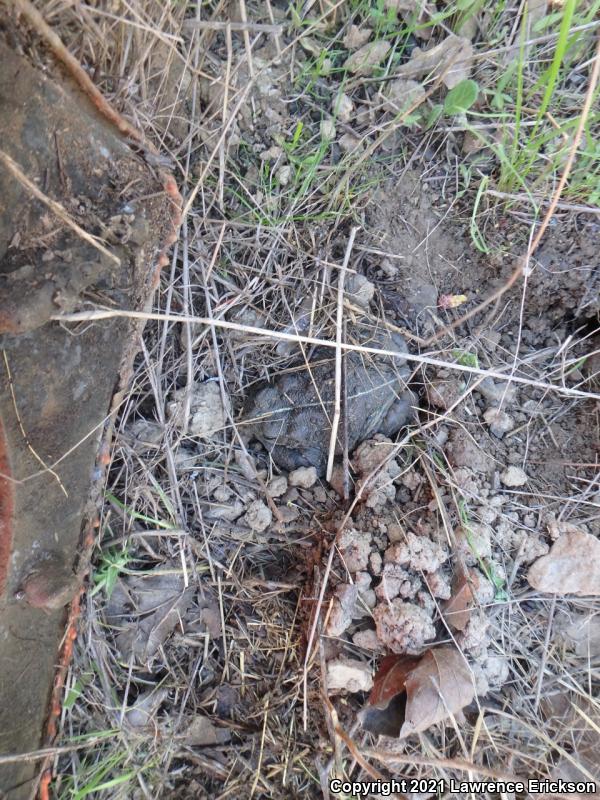 Southern California Toad (Anaxyrus boreas halophilus)