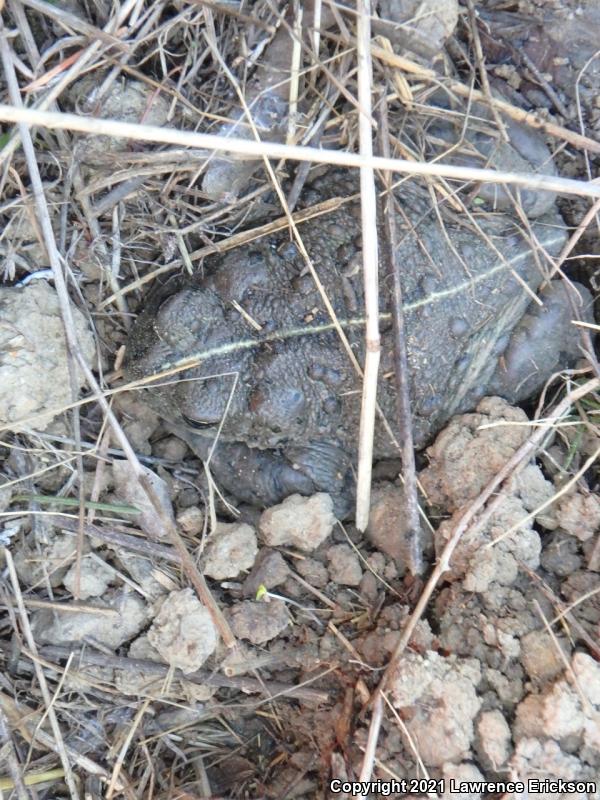 Southern California Toad (Anaxyrus boreas halophilus)